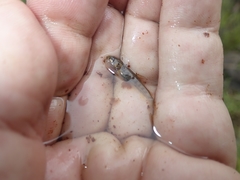 Salmo trutta