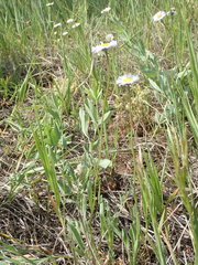 Erigeron flagellaris
