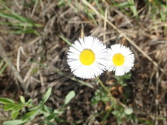 Erigeron flagellaris