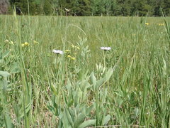 Erigeron flagellaris