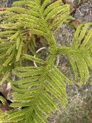 Eutacta