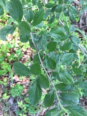 Crataegus uniflora