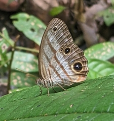 Magneuptychia harpyia