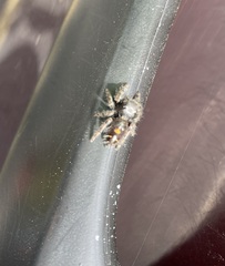 Phidippus audax