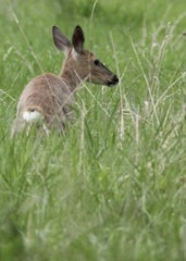 Odocoileus virginianus
