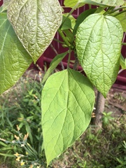 Magnoliopsida