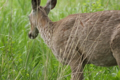 Odocoileus virginianus