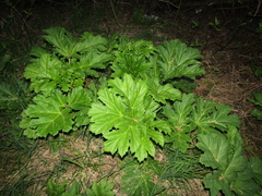 Heracleum sosnowskyi
