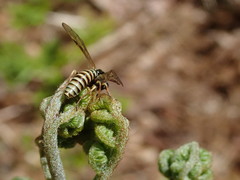 Strongylogaster multicincta