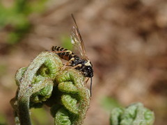 Strongylogaster multicincta