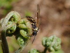 Strongylogaster multicincta