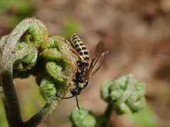 Strongylogaster multicincta