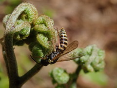Strongylogaster multicincta