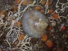 Crepipatella lingulata