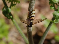 Strongylogaster multicincta