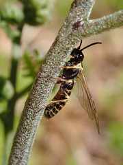 Strongylogaster multicincta