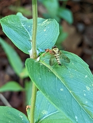 Chrysopilus ornatus