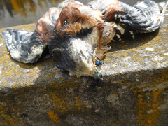 Sarconesiopsis magellanica