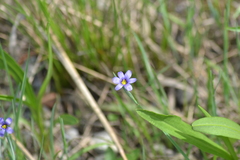 Sisyrinchium montanum