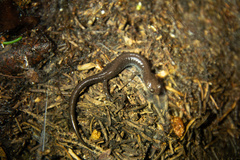 Plethodon nettingi