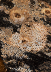 Cryptosula pallasiana