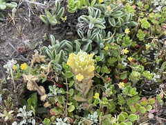Castilleja ambigua