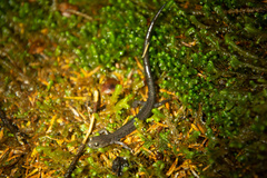 Plethodon nettingi