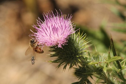 iNaturalist observation photo of Western Honey Bee