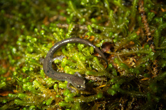 Plethodon nettingi