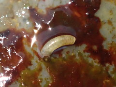 Caecum californicum