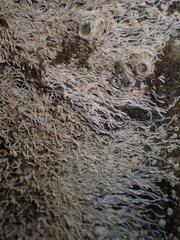 Salmacina tribranchiata