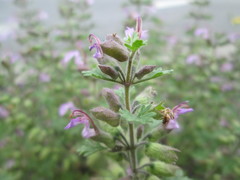 Teucrium botrys