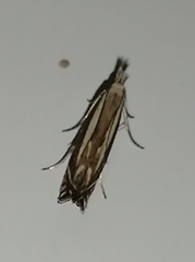 Isophrictis lineatellus