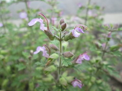 Teucrium botrys