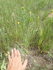 Ranunculus pedatifidus