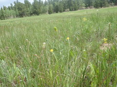 Ranunculus pedatifidus
