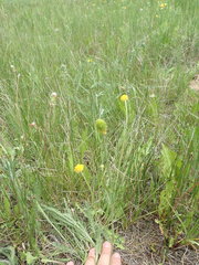Ranunculus pedatifidus