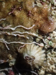 Salmacina tribranchiata