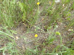 Ranunculus pedatifidus