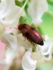 Anaspis maculata
