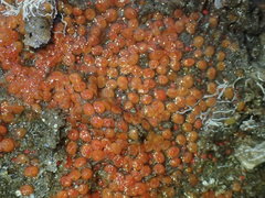 Metandrocarpa taylori