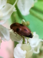 Anaspis maculata