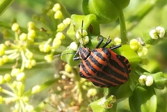Graphosoma italicum