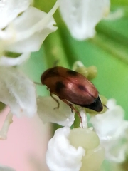 Anaspis maculata