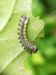 Periclista lineolata