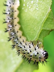 Periclista lineolata