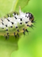 Periclista lineolata