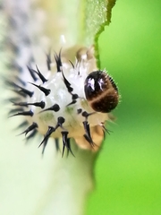 Periclista lineolata