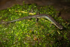 Plethodon virginia