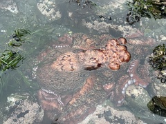 Enteroctopus dofleini